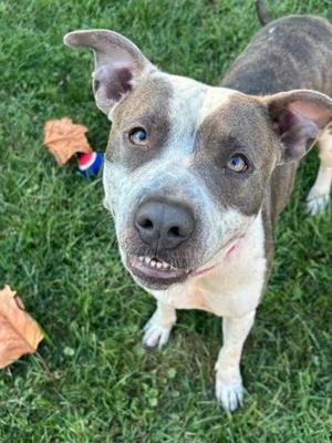 Beatrice, Pit Bull Terrier Mix, senior, available for adoption
