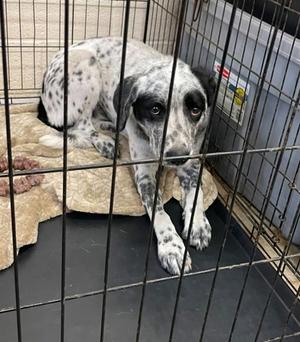 Bandit, Australian Cattle Dog Mix, young, available for adoption
