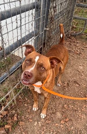 Apollo, Terrier Mix, young, available for adoption
