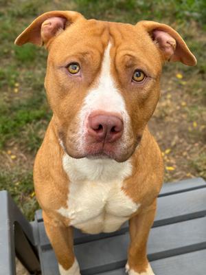 Blaze, Pit Bull Terrier Mix, adult, available for adoption
