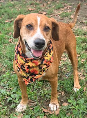 Autumn, Mixed Breed, adult, available for adoption
