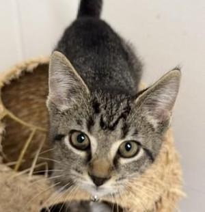 Bebe, kitten, available for adoption