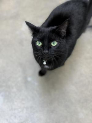 Shayla, adult, available for adoption