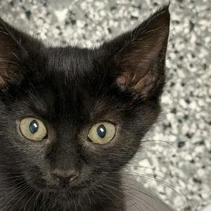 Costco, kitten, available for adoption