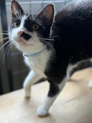 Kate, adult, available for adoption