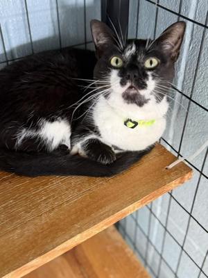 Scarlett, adult, available for adoption