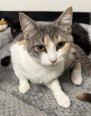 Rusty Lynn, young, available for adoption