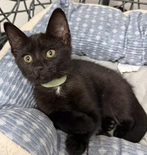 Tini, kitten, available for adoption