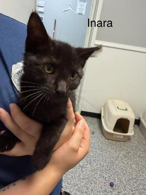 Inara, kitten, available for adoption
