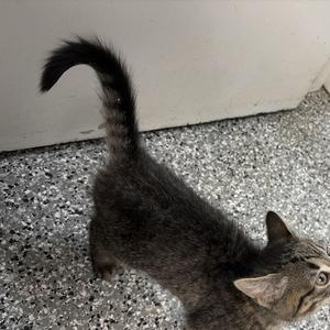 Stuart, kitten, available for adoption