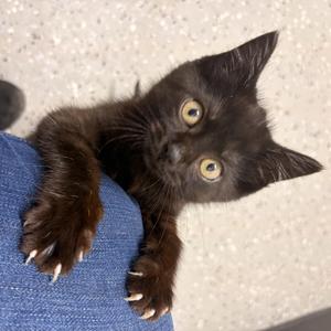 Zaria, kitten, available for adoption