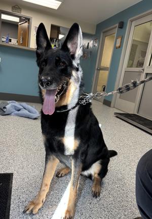 Morticia, German Shepherd Dog, adult, available for adoption