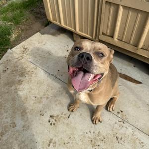 a brown dog with its tongue out, sitting on a concrete surface