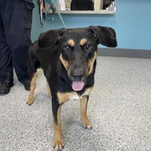 Blair, Doberman Pinscher / Shepherd, adult, available for adoption
