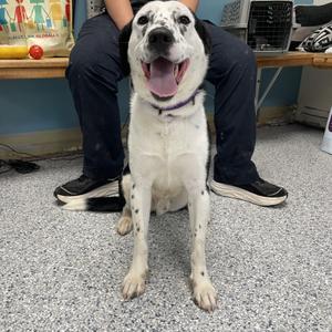 Branson, Border Collie / Dalmatian, adult, available for adoption