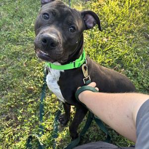 Jet, Pit Bull Terrier, adult, available for adoption