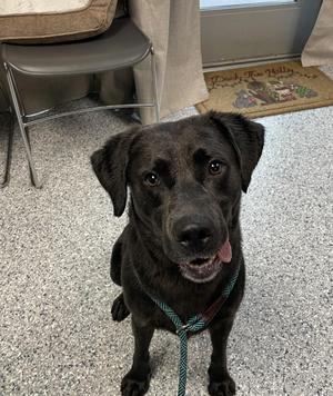 Apollo aka Bubba, Labrador Retriever, adult, available for adoption