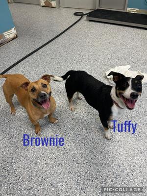 Tuffy & Brownie, Dachshund / Chihuahua, senior, available for adoption