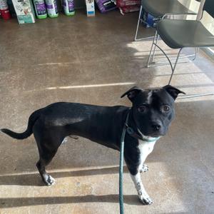Milly, Pit Bull Terrier, adult, available for adoption