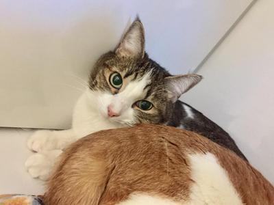 Bop It (aka Daisey) / Heely (aka Benji), adult, available for adoption