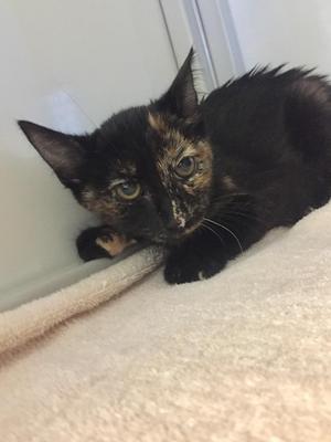 Blenny, kitten, available for adoption