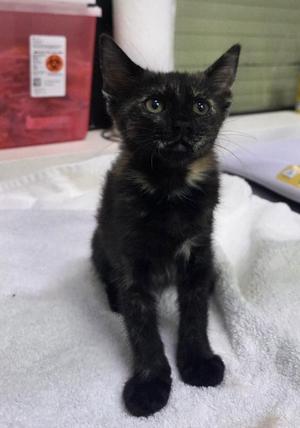 Ember, kitten, available for adoption