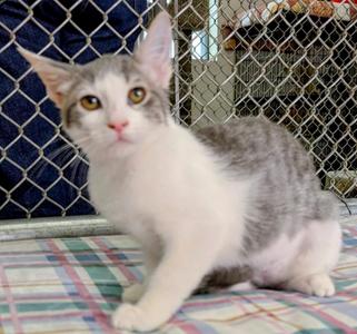 Ganache, kitten, available for adoption