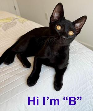 Bee, kitten, available for adoption