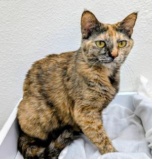 Danica Patrick, young, available for adoption