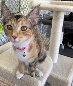 A calico cat with a pink collar and a bell, sitting on a cat tree.