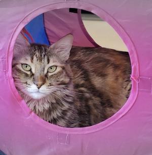 A long-haired brown tabby cat resting inside a pink fabric pet tunnel.