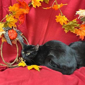 Casey, young, available for adoption