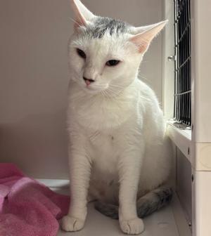 A white cat with gray markings on its head and tail, sitting on a pink blanket in a cage.