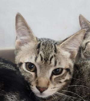 Bruce, kitten, available for adoption