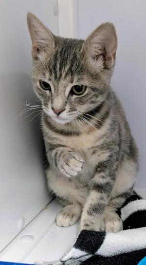 A gray tabby kitten sitting on a black and white blanket, with one paw raised.