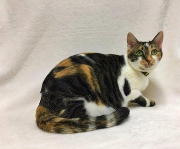 Bunny aka Peaches, senior, available for adoption