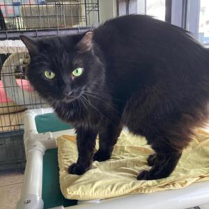 Dosido, senior, available for adoption