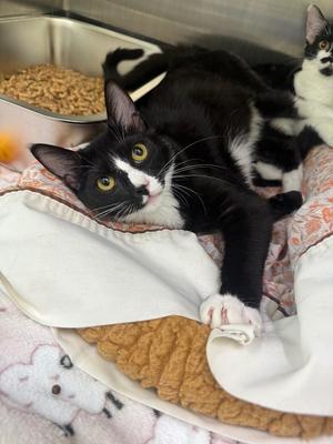 Archie, kitten, available for adoption