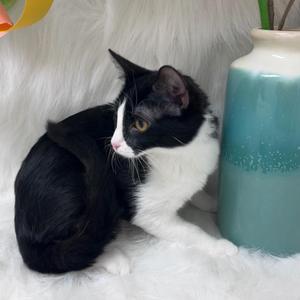 Checkers, kitten, available for adoption