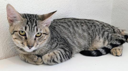 Chili B, kitten, available for adoption