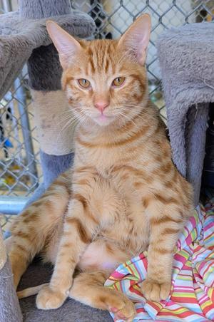 A ginger tabby cat sitting on a colorful blanket, with a chain-link fence in the background.
