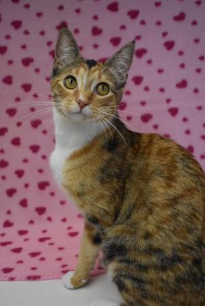 A calico cat with green eyes sitting on a pink background with heart patterns.