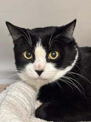 Canyon, young, available for adoption