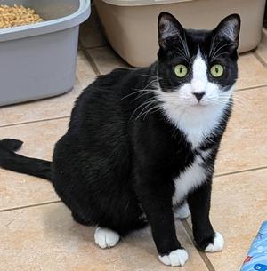 Canyon, young, available for adoption