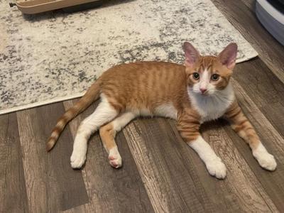 An orange and white cat lying on a wooden floor