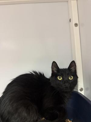 A black cat with green-yellow eyes looking directly at the camera, inside a white enclosure.