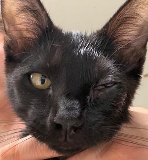 Bartok / Dimitri, kitten, available for adoption