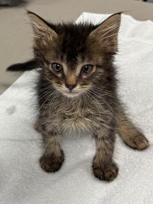 Capybara, kitten, available for adoption