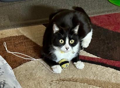 Gigi, adult, available for adoption