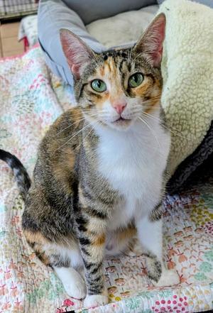 Alexandra, young, available for adoption